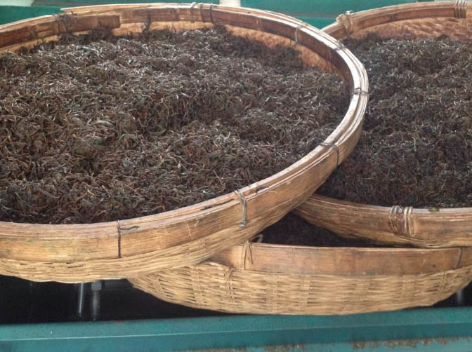 Melatih Kesabaran Melawan Siput